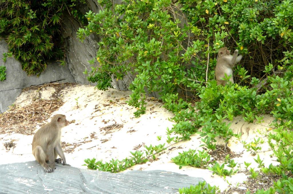 Monkey Island Resort Cat Ba Island Eksteriør bilde
